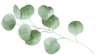 shape