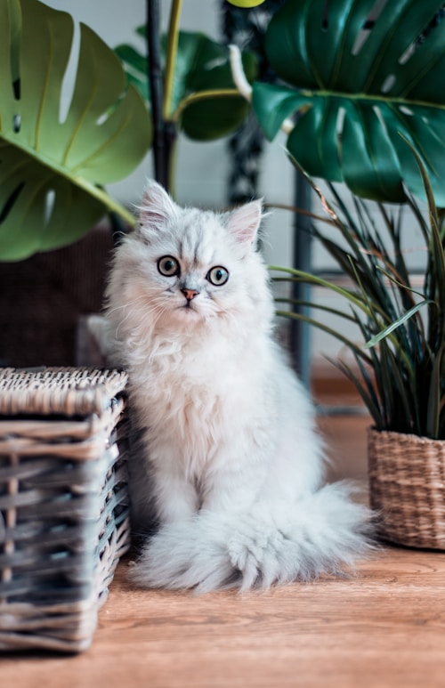 Katzenbetreuung bei Pfotenzauber Xtra
