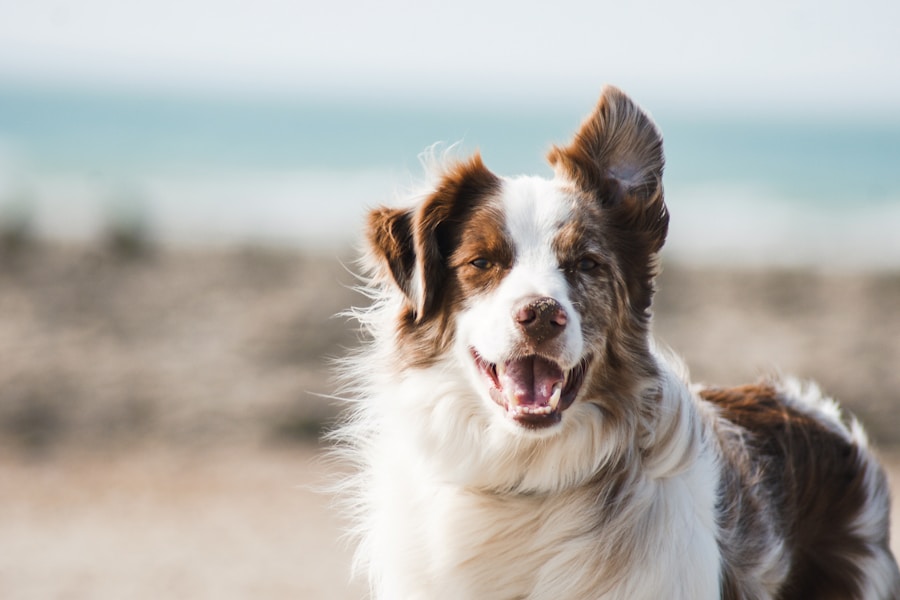 Maria Xtra mit Hunden in der Tierpension
