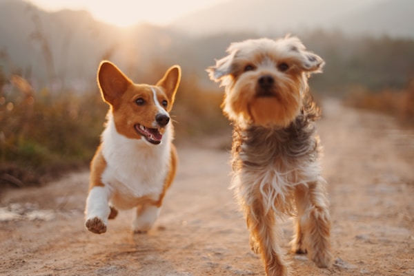 Zwei Hunde zusammen
