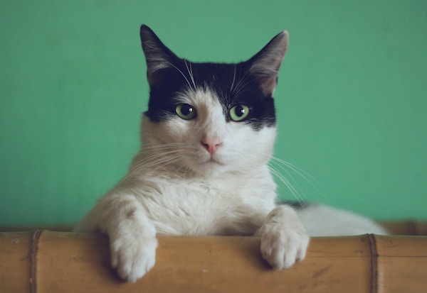 Entspannte Katze