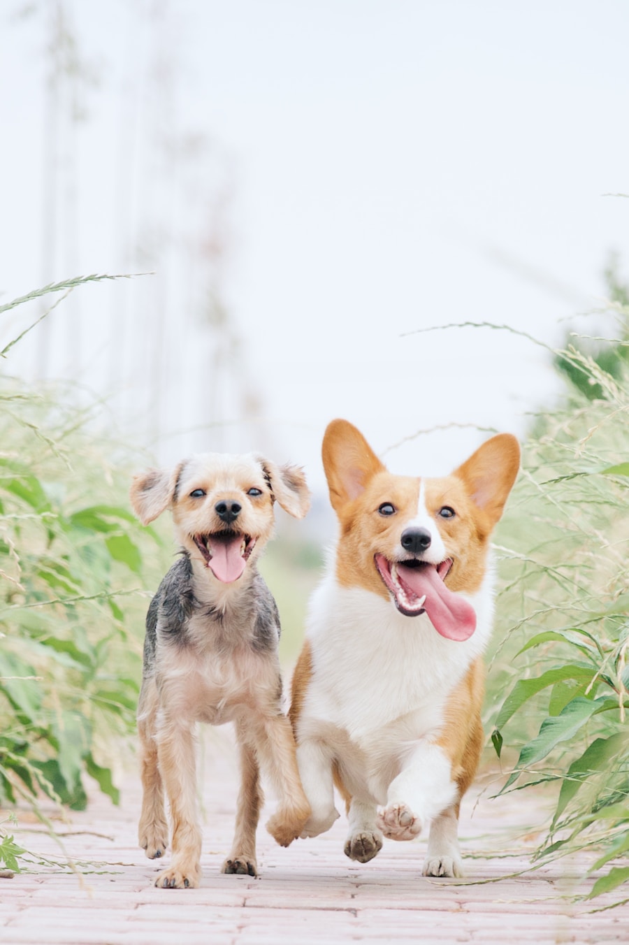 Hunde im Garten